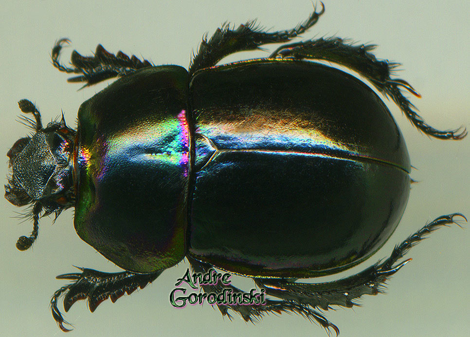 http://www.gorodinski.ru/geotrupes/Geotrupes szetshwanus.jpg